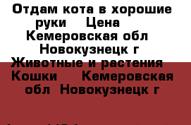 Отдам кота в хорошие руки. › Цена ­ 1 - Кемеровская обл., Новокузнецк г. Животные и растения » Кошки   . Кемеровская обл.,Новокузнецк г.